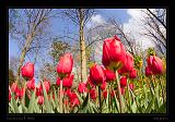 Keukenhof Hollandia 084